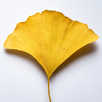 Antioxidant Ginkgo Gel Booster
