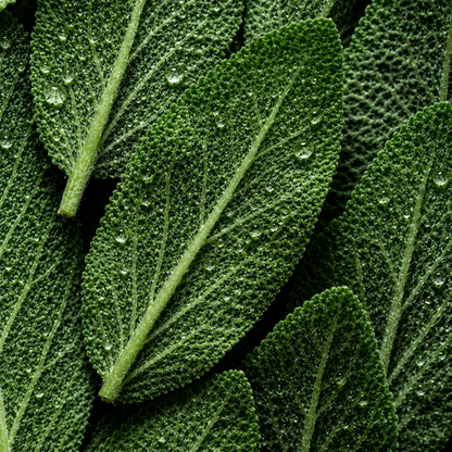 Hand & Body Wash, Peppermint & Dark Cedar